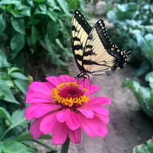 Meet your Posher, Marissa